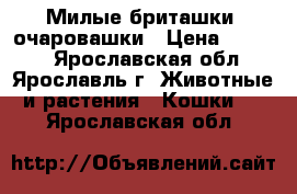 Милые бриташки  очаровашки › Цена ­ 2 500 - Ярославская обл., Ярославль г. Животные и растения » Кошки   . Ярославская обл.